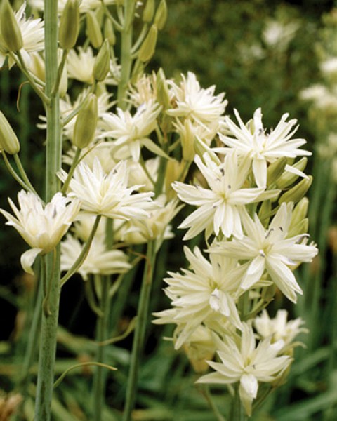 Camassia semiplena.jpg
